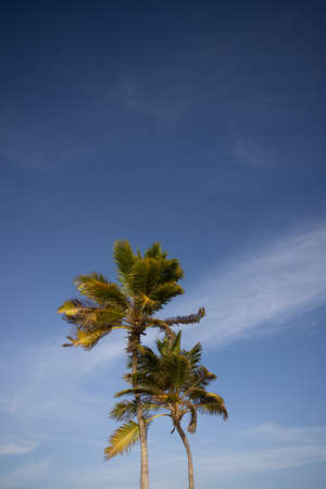 Palm trees on the blue sky background. Tropical plant.