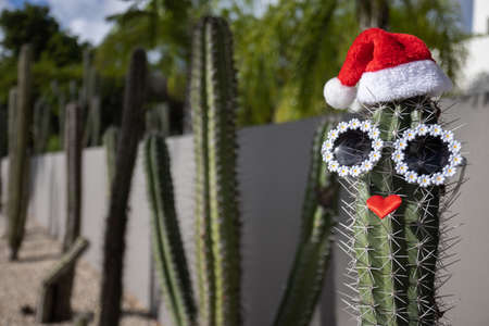 Big cactus with Christmas hat and sunglasses. Christmas in the tropics.の写真素材