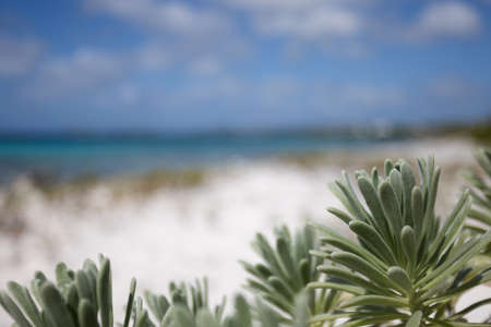 Small plants growing on the sandy beach with azure sea behind it. Selective focus.の写真素材