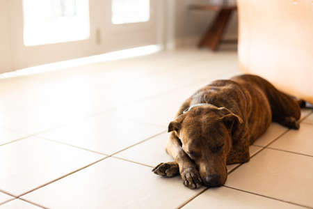 Slipping dog on the tiled floor near door. Brindle dog.の写真素材