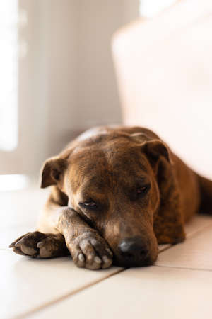 Portrait of the dog on the tiled floor. Brindle dog.の写真素材