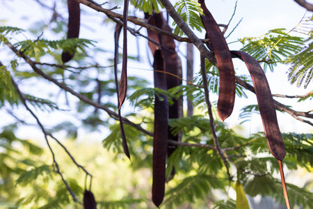Tropical tree with big seed pods. Selective focus.の写真素材