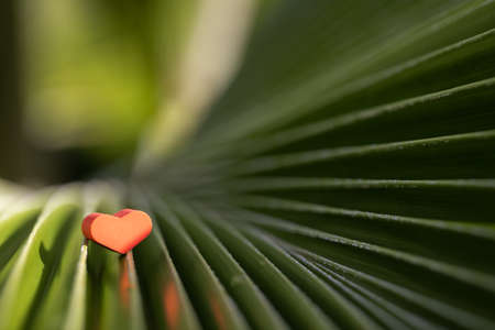 Small red heart on a palm leaf with sunlight. Closeup. Selective focus.の写真素材