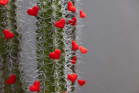 Cacti with small red hearts. Selective focus.