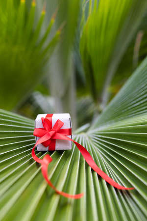 Small gift box tied with red ribbon on a palm leaf.の写真素材