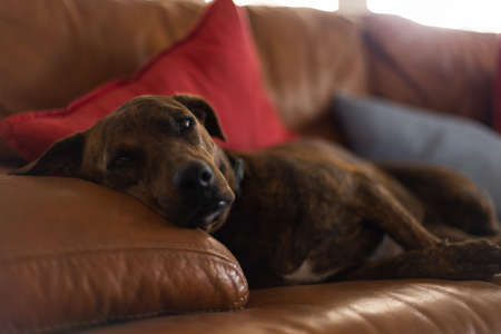 Dog relaxing on a sofa. Selective focus.の写真素材
