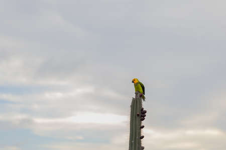 Parrot is sitting on the top of the cactus on a sky background.の写真素材