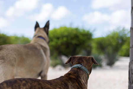 Two dogs guarding a garden. Rear view. Selective focus.