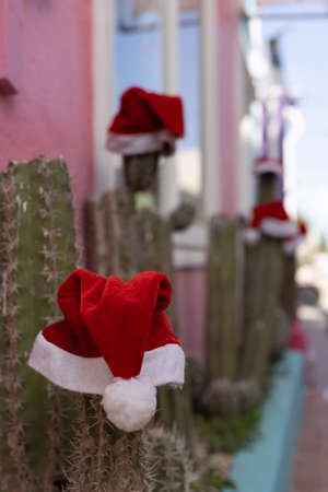 Big cactuses with Christmas hats. Christmas in the tropics.の写真素材