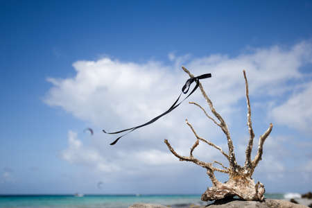 Dead coral on the beach with black ribbon on it.の写真素材
