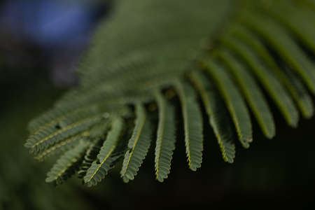 The green tropical leaf. Closeup. Selective focus.
