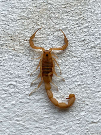 Small scorpion. Wildlife of insects. Macro, selective focus.の写真素材