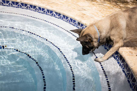The dog wants to jump in swimming pool.の写真素材