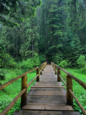 Small wooden bridge to the forest. Nature, forest background.