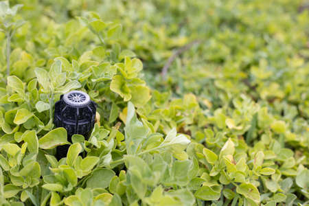 An automatic sprinkler system for watering grass. Copy space
