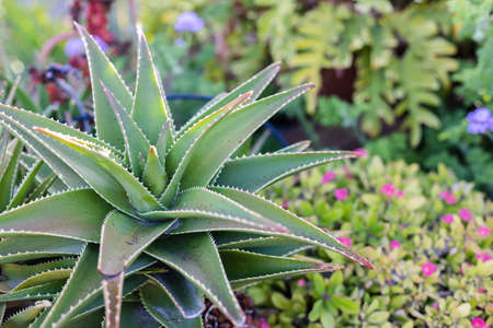 Aloe with thorny leaves in the garden between tropical flowers.の写真素材