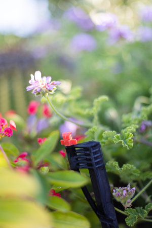 Lawn irrigation system, lawn sprinkler for watering flowers.の写真素材