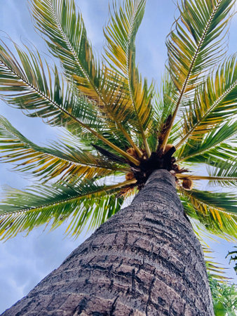 Palm tree on the blue sky background. Bottom up view.