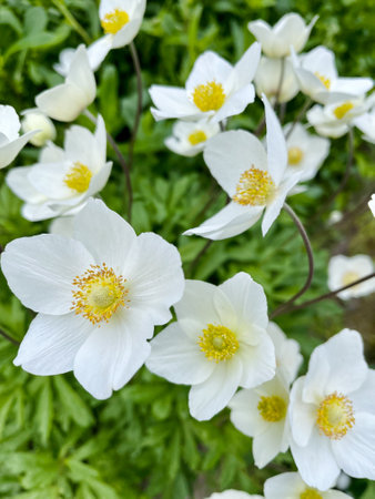 White gentle spring flowers in the garden. Floral background.の写真素材