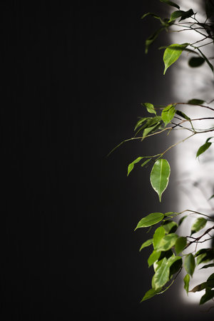 Abstract frame. Ficus leaves in the sunbeam with shadow behind it. Copy space.