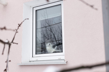 Curious cat looking through the glass window. Lonely cat at home.の写真素材
