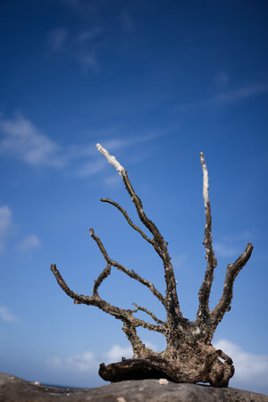 Dead coral on the rock on the blue sky background.の写真素材