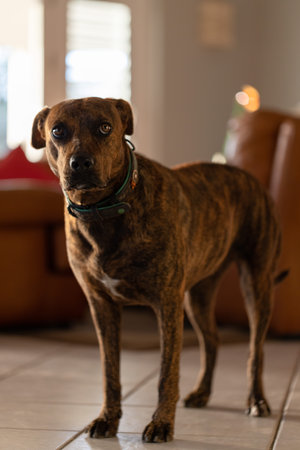 Scared dog staying on the tiled floor in a house. Brindle dog.