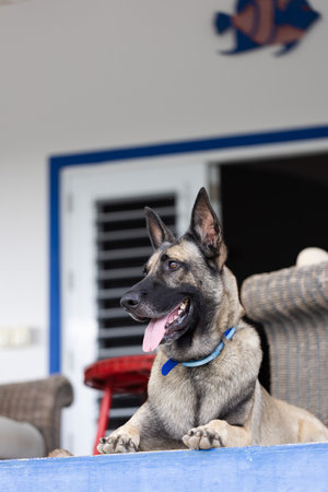 Portrait of Shepherd dog. Dog guarding on the porch.