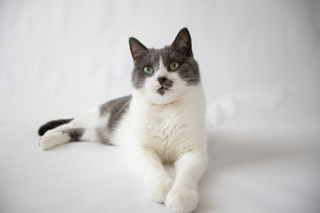 The cat with green eyes lies on a white background. Selective focusの写真素材