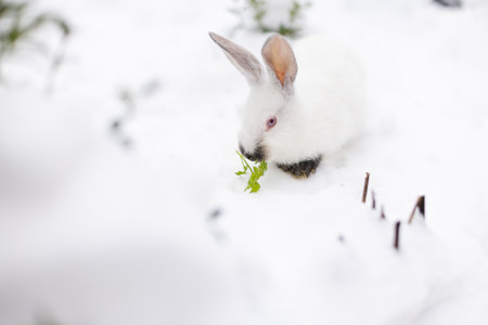 White rabbit sitting on snow outside and eating green fresh parsley.の写真素材
