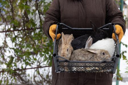 Farmer holding basket with rabbits. Farm animals.の写真素材