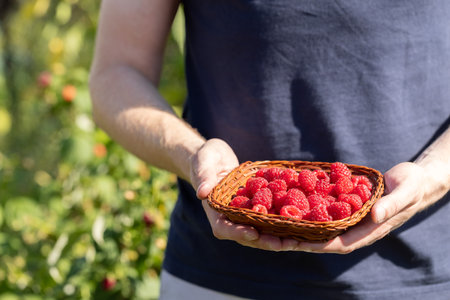 Man holding a small wicker bowl with ripe raspberries. Harvesting concept.の写真素材