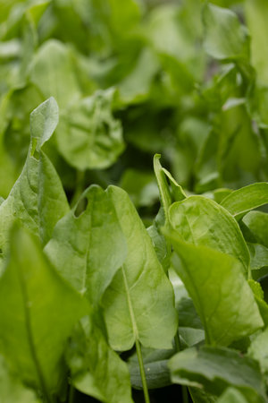 Fresh leaves of sorrel closeup. Green background from sorrel leaves.の写真素材