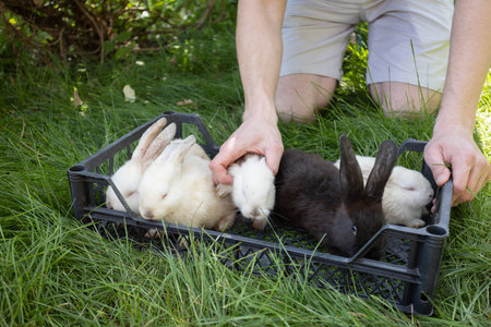 Man putting rabbits in the basket. Ferm animals.の写真素材