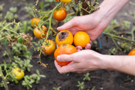 Disease of tomatoes. Blossom end rot on the fruit. Damaged tomatoes in the farmer hands. Close-up.の写真素材