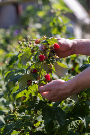 Mans hands showing berries on raspberry bushes in the garden. Harvesting concept.