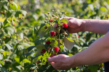 Mans hands showing berries on raspberry bushes in the garden, closeup. Harvesting concept.の写真素材