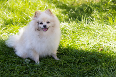 Portrait of dirty spitz sitting on the green grass in the garden. Dirty dog after walk.の写真素材
