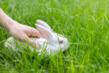 Mans hand stroking white fluffy bunny. Man with white rabbit on the lawn.の写真素材