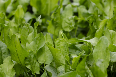 Green background from sorrel leaves. Leaves of sorrel closeup.の写真素材