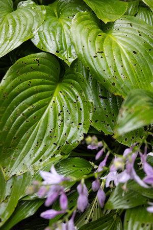 Insect damaged the hosta leaves. Selective focus.の写真素材
