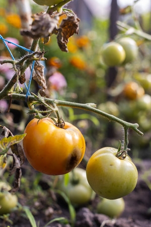 Brown spots on the tomato, closeup. Disease of tomatoes.の写真素材
