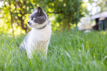Cat sitting on the green grass in the garden. Cat relaxing outside.の写真素材