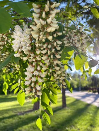 White acacia tree blooming in the park. Flowers branch with a green background. White acacia flowering, sunny day.の写真素材