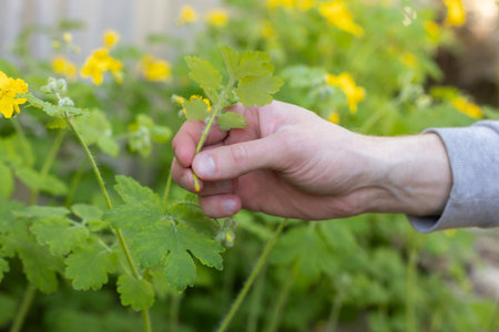 Mens hand squeezing yellow fluid from celandine plant.の写真素材