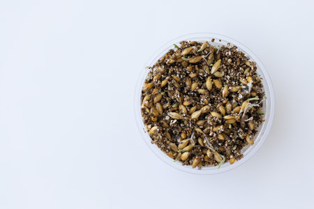 Plastic pot with grass sprouts. Grass for cats. On a white background, copy space.