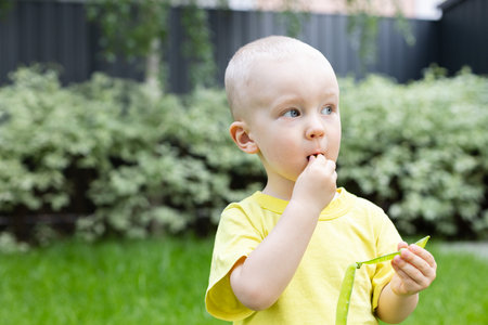 Little boy eats fresh green peas from pod. Closeup. Selective focus.の写真素材