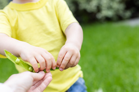 Little child takes green peas from the pod which holds his mother. Closeup, selective focus.の写真素材