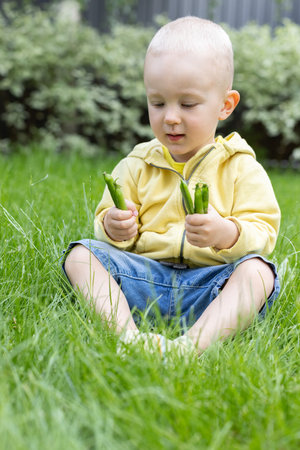 Little kid sitting on green grass in a garden and holding pods of green peasの写真素材