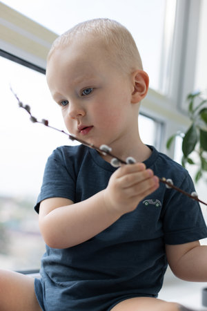 Little child looking curiously at the pussy willow twig. Palm Sunday concept. Closeup, selective focus.の写真素材
